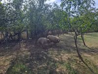 Ram, Tsigai sheep — photo 3