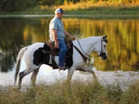 公马, American paint horse — 照片 4