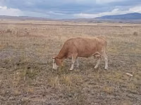 母牛, Latvian Blue cattle — 照片 2
