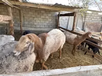 Ram, Arashan sheep — photo 1