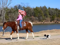 公马, National Show Horse — 照片 6