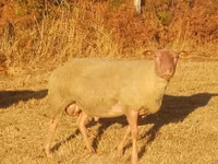 Carnero, Rouge de l’Ouest sheep — foto 2
