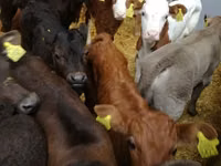 Bulle, Limousin-Kuh — Foto 3