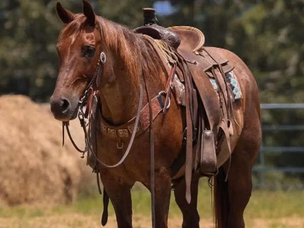 公马, Quarter Horse
