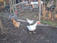 gallina danesa — foto 5