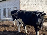 بقرة, Russian Black pied cattle — الصورة 5