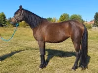 母马, Horses — 照片 4