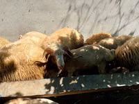 كبش, الأغنام — الصورة 2