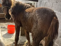 Stute, Tatar horse — Foto 2