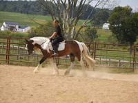 Cheval, Pinto horses — photo 1