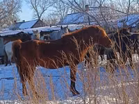 公马, Kustanai horse — 照片 2