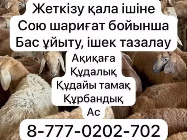 Brebis, Krasnoyarsk sheep