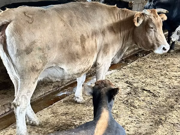 Vache, Simmental cattle