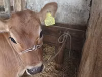 Vache, Race Jersey — photo 2