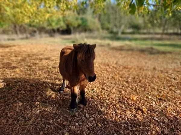 Horse (M), Horses