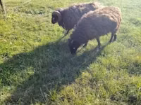 Brebis, Ouessant sheep — photo 7