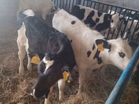 सांड, Russian Black pied cattle — फ़ोटो 1