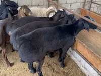 كبش, Rhon sheep — الصورة 3