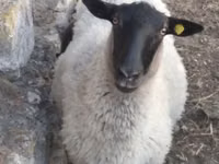 Schaf, Romanov sheep — Foto 3