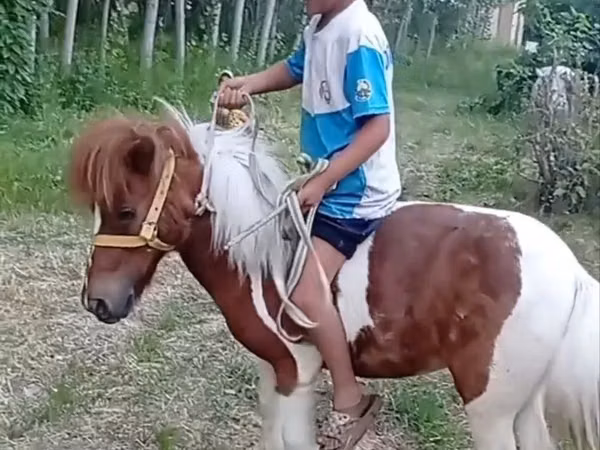 母马, Shetland Pony
