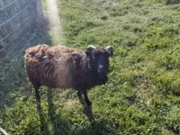 Brebis, Ouessant sheep — photo 4