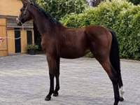 公马, Horses — 照片 5
