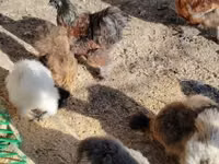 Poule soie — photo 4