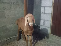 母羊, Rhon sheep — 照片 8