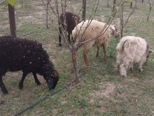 绵羊（批次，未指定性别）, Sheep