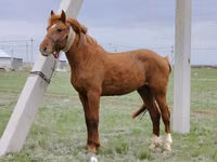 Caballo, Budyonny horse — foto 1