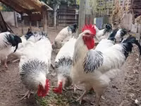ससेक्स — फ़ोटो 2