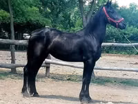 Yegua, Friesian — foto 5