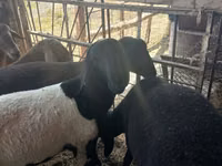 Widder, Rhon sheep — Foto 6
