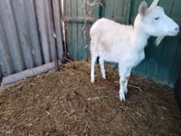 Cabra, Pomellata goat — foto 8