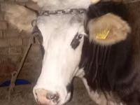 母牛, Cattle — 照片 1