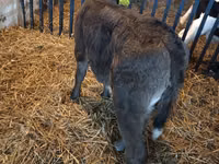 Bull, Limousin cow — photo 5
