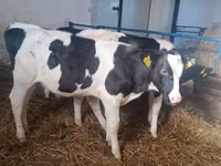 Kuh, Russian Black pied cattle — Foto 6