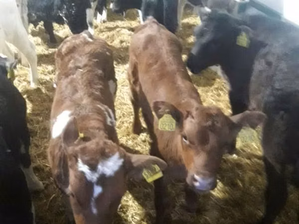 Bulle, Simmental cattle
