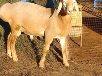 Bélier, Arashan sheep — photo 2