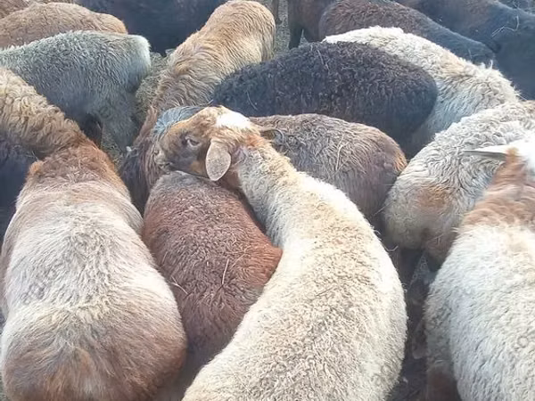 كبش, Edilbay sheep