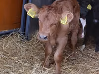 牛只（批次，未指定性别）, Cattle — 照片 2