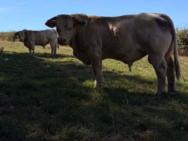 Bull, Simmental cattle