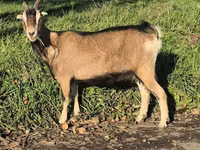 عنزة, Alpine goat — الصورة 5