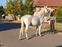 Jument, Chevaux — photo 3