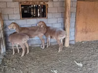 Brebis, Moutons — photo 2