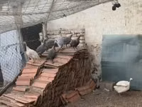 珍珠灰 — 照片 3