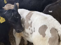 أبقار (دفعة، الجنس غير محدد), Simmental cattle — الصورة 7