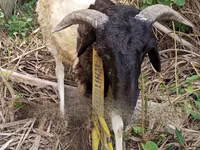 公羊, Sheep — 照片 4