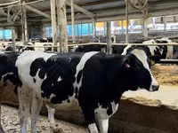 Vache, Race Holstein — photo 2