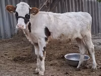 Vache, Brune lettone — photo 2